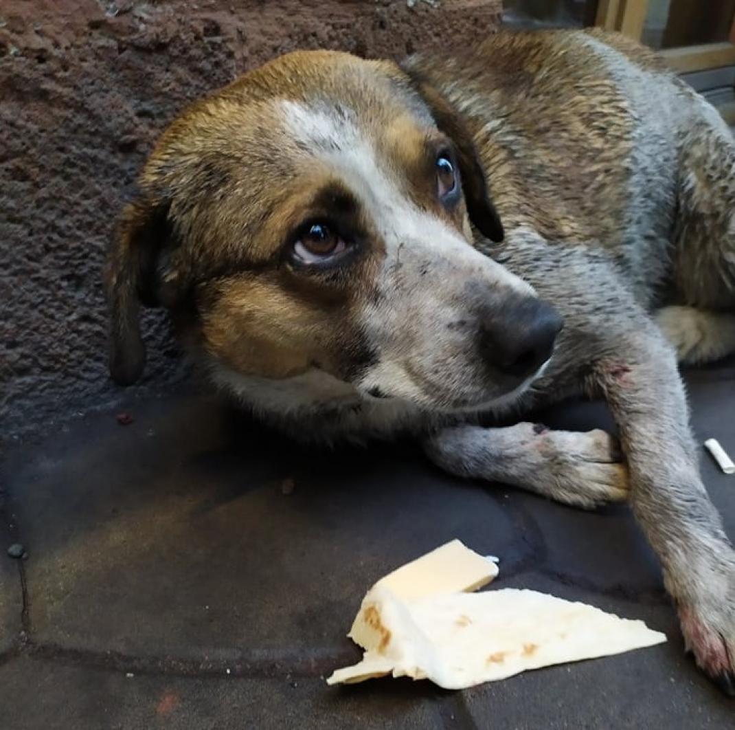 Armenie Animaux Chiens Chats Naira Zohrabian Armenie Prospere Municipalite Erevan Mon Pas Parlement Loi