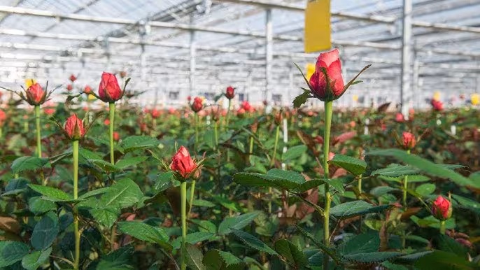 La Russie a émis des doutes quant à l'origine des produits arméniens